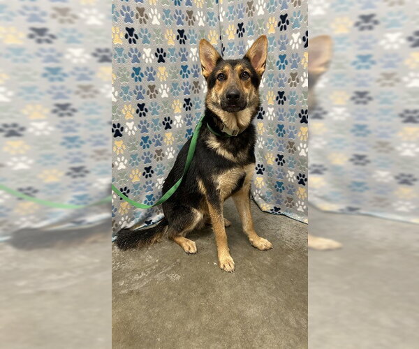 Medium Photo #1 German Shepherd Dog Puppy For Sale in Rosenberg, TX, USA