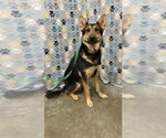 Small German Shepherd Dog