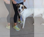 Small Anatolian Shepherd Mix