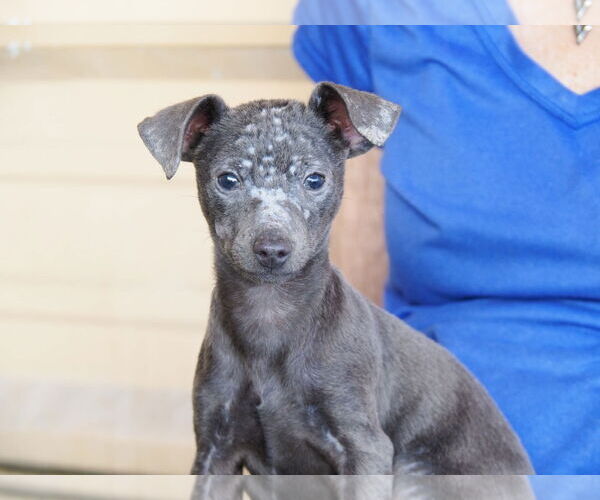 Medium Photo #4 Chihuahua-Unknown Mix Puppy For Sale in phoenix, AZ, USA