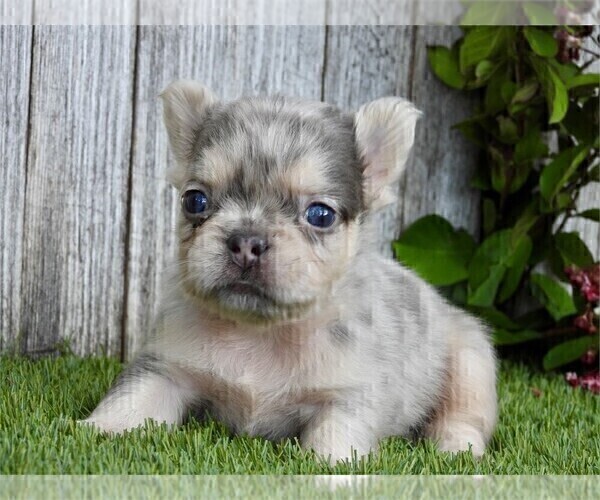 Medium Photo #11 French Bulldog Puppy For Sale in MIAMI BEACH, FL, USA