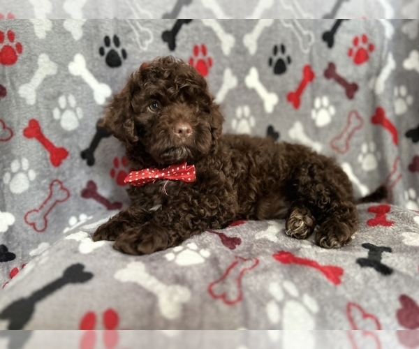 Medium Photo #8 ShihPoo Puppy For Sale in LAKELAND, FL, USA