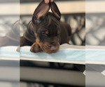 Small #2 Doberman Pinscher