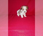 Puppy Peanut Morkie