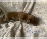Small Photo #3 Double Doodle Puppy For Sale in GREENSBORO, AL, USA