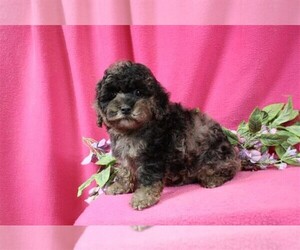 Cockapoo-Poodle (Toy) Mix Puppy for sale in ORO VALLEY, AZ, USA