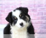 Small Photo #3 Miniature Australian Shepherd Puppy For Sale in BEL AIR, MD, USA