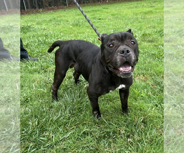 Medium Photo #4 American Bulldog-Unknown Mix Puppy For Sale in Glen Allen, VA, USA