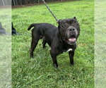 Small #3 American Bulldog Mix