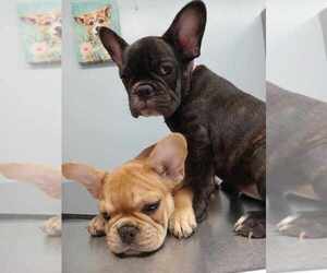 French Bulldog Puppy for sale in WOODBRIDGE, VA, USA