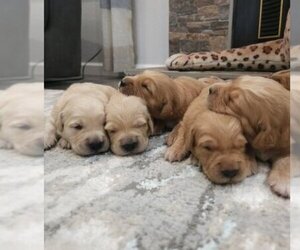 Medium English Cream Golden Retriever