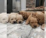 Small English Cream Golden Retriever