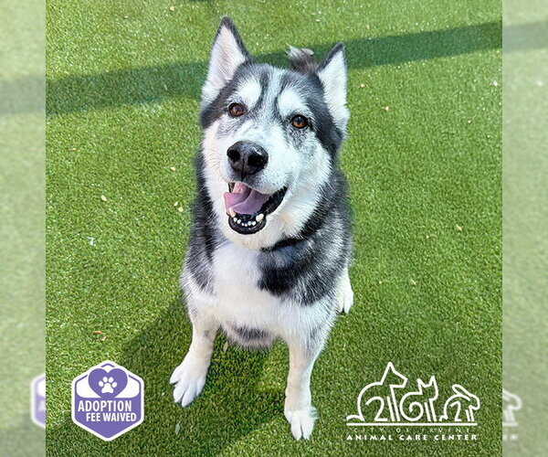 Medium Photo #3 Siberian Husky Puppy For Sale in Irvine, CA, USA