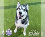 Small Photo #3 Siberian Husky Puppy For Sale in Irvine, CA, USA