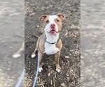 Small American Pit Bull Terrier