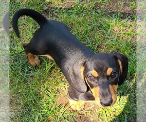 Dachshund Puppy for sale in LAKE PANAMOKA, NY, USA