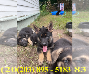 German Shepherd Dog Puppy for sale in WEST HAVEN, CT, USA