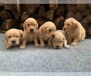 Golden Retriever Puppy for Sale in CERES, California USA