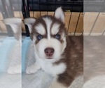 Puppy Bucky Siberian Husky