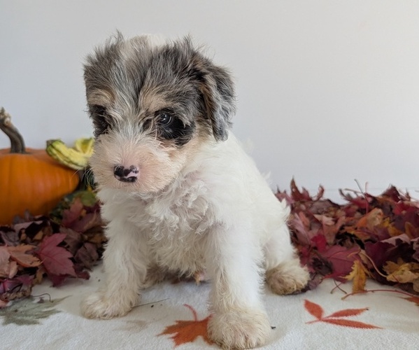 Medium Photo #22 Schnoodle (Miniature) Puppy For Sale in GOSHEN, IN, USA