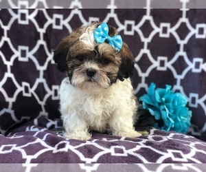 Zuchon Puppy for sale in LAKELAND, FL, USA