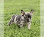 Small #3 French Bulldog