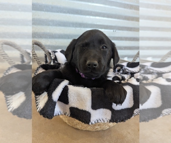 Medium Photo #6 Golden Labrador Puppy For Sale in CAMERON, MO, USA