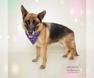 German Shepherd Dog Dogs for adoption in Corona, CA, USA