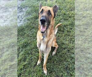German Shepherd Dog Dogs for adoption in Riverside, CA, USA