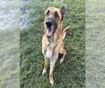 Small German Shepherd Dog