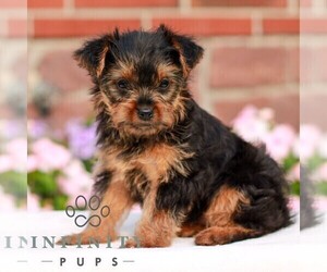 Yorkshire Terrier Puppy for sale in REINHOLDS, PA, USA