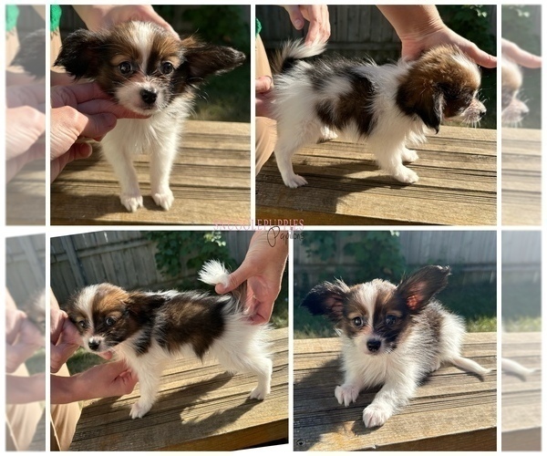 Medium Photo #1 Papillon Puppy For Sale in MINNEAPOLIS, MN, USA