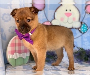 Pom-A-Pug Puppy for sale in LANCASTER, PA, USA