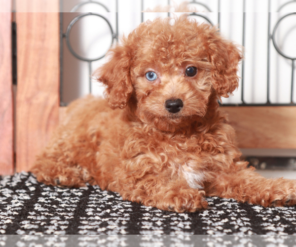 Medium Photo #2 Poodle (Toy) Puppy For Sale in NAPLES, FL, USA