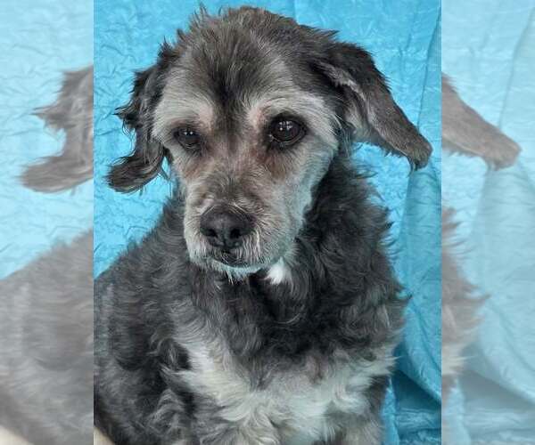 Medium Photo #1 Havanese-Lowchen Mix Puppy For Sale in Cuba, NY, USA