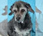 Chewy - Male Havanese-Lowchen Mix Dog for Adoption - Small photo
