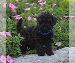 Goldendoodle-Poodle (Miniature) Mix Puppy for sale in AIRVILLE, PA, USA
