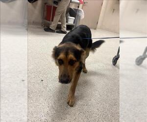 German Shepherd Dog-Unknown Mix Dogs for adoption in Conroe, TX, USA