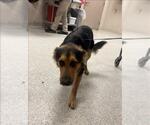Small German Shepherd Dog Mix