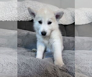 Labrador Retriever-Siberian Husky Mix Dogs for adoption in Crossville, AL, USA