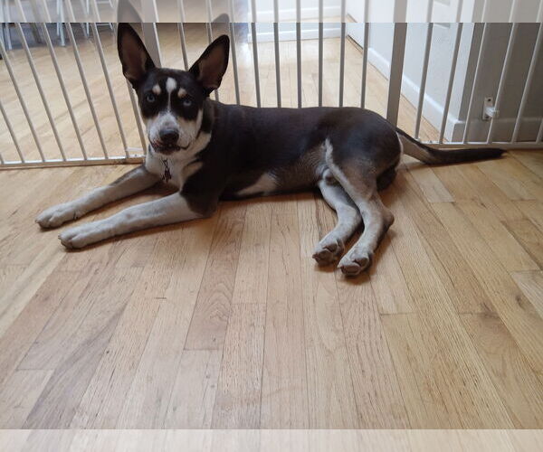 Medium Photo #6 Australian Kelpie-Unknown Mix Puppy For Sale in Escondido, CA, USA