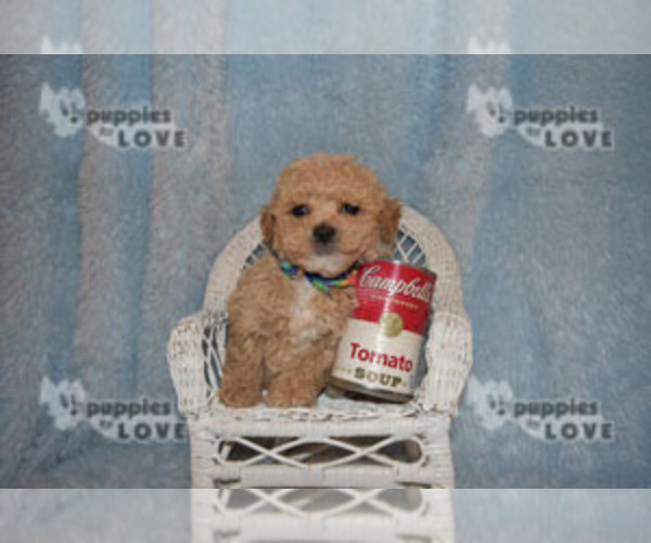 Medium Photo #8 Maltipoo-Poodle (Toy) Mix Puppy For Sale in SANGER, TX, USA