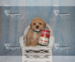 Small Photo #8 Maltipoo-Poodle (Toy) Mix Puppy For Sale in SANGER, TX, USA