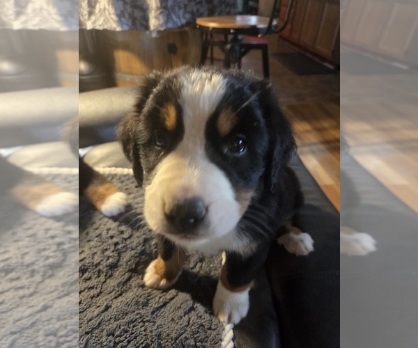 Medium Photo #5 Bernese Mountain Dog Puppy For Sale in HILLSBORO, OH, USA