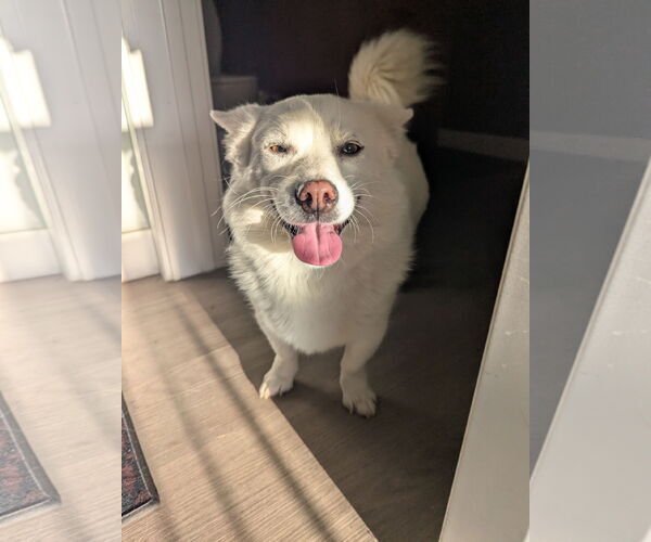 Medium Photo #2 Shiba Inu-Unknown Mix Puppy For Sale in Agoura Hills, CA, USA