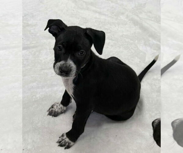 Medium Photo #1 American Boston Bull Terrier Puppy For Sale in Mechanicsburg, PA, USA