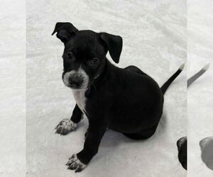 American Boston Bull Terrier Dogs for adoption in Mechanicsburg, PA, USA