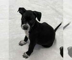 Small American Boston Bull Terrier