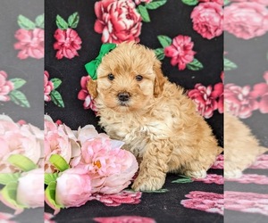 Poovanese Puppy for sale in RISING SUN, MD, USA