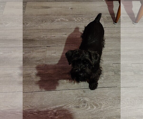 Medium Photo #17 Schnauzer (Miniature) Puppy For Sale in ENID, OK, USA